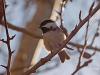Birdy, the star!